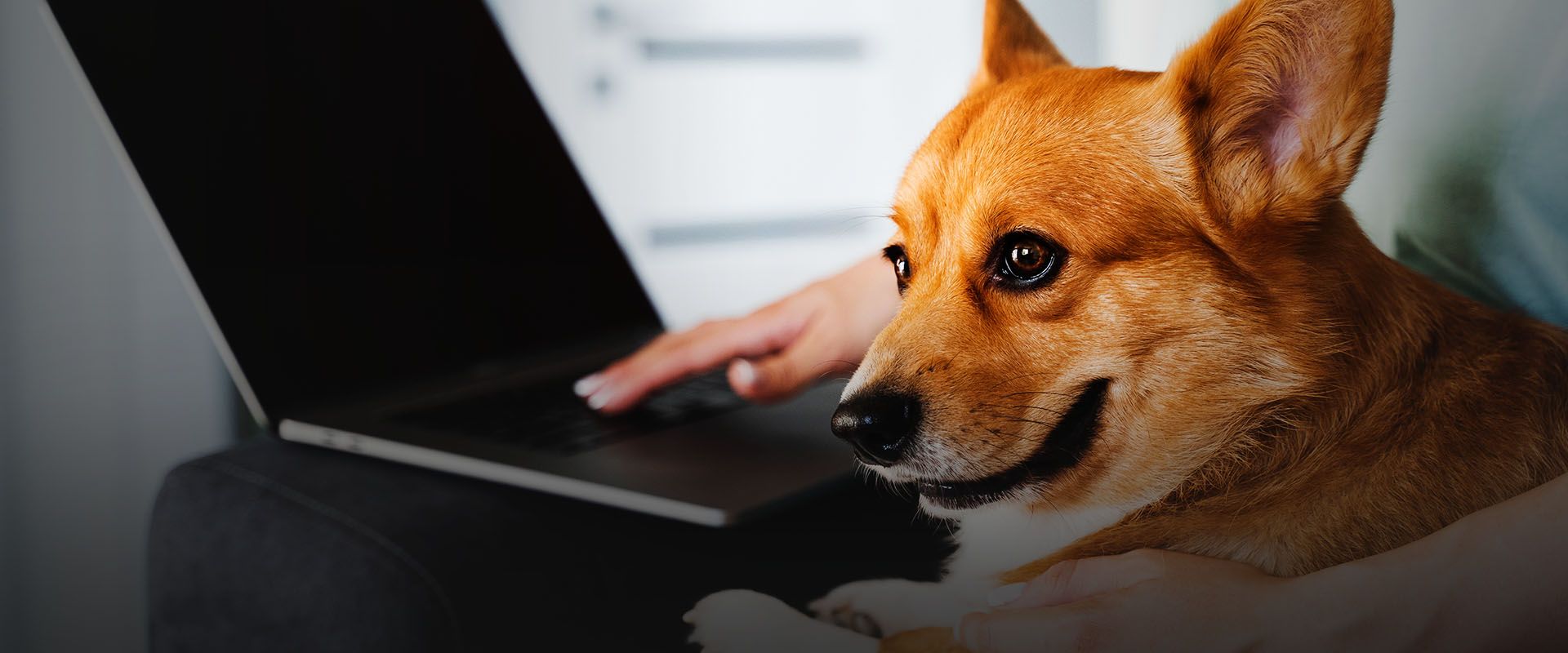 typing text laptop holding lovely welsh corgi