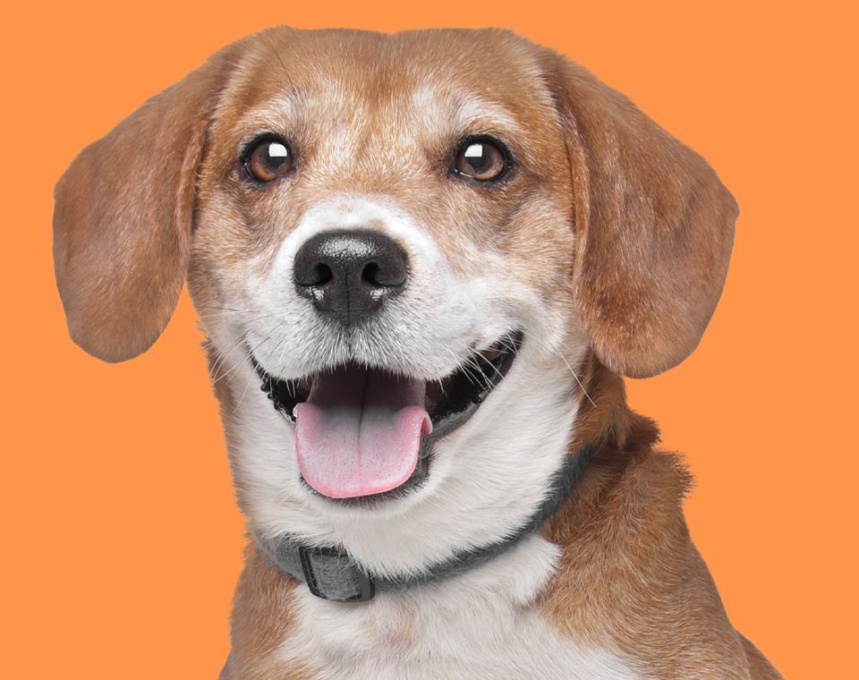 smiling old beagle dog